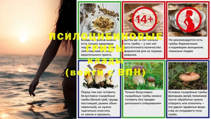 Галлюциногенные грибы Psilocybine cubensis  Борзя 